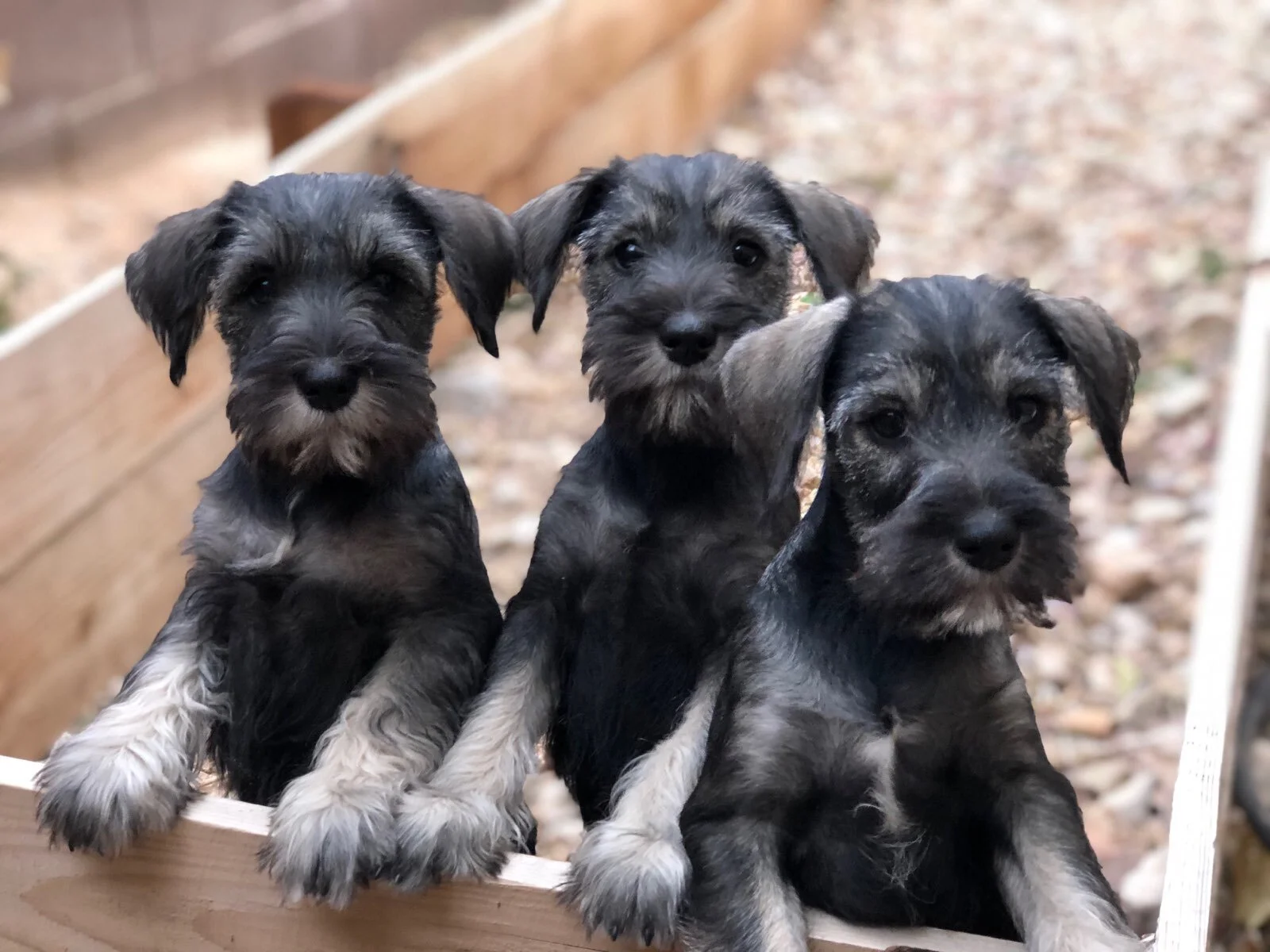 Black standard schnauzer puppies for sale hotsell